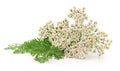 Yarrow plant isolated