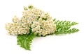 Yarrow plant isolated