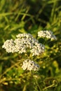 Yarrow plant Milfoil flowering in the grass. White wild flowers. Medical herb Achillea millefolium. Royalty Free Stock Photo