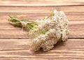 Yarrow plant