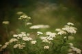 Yarrow plant with white flowers grows in the summer garden Royalty Free Stock Photo