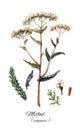 Yarrow set illustration. Hand drawn herb