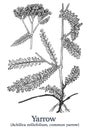 Yarrow. Vector hand drawn plant. Vintage medicinal plant sketch.