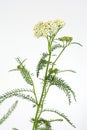 Yarrow in vertical composition