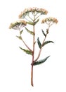 Yarrow watercolor illustration. Hand drawn herb