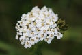 Yarrow white flowers Achillea millefolium against green blurred grass. Flowering plant. Medicinal plants. Wild flowers