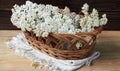 Yarrow wild field herb in the wicker with fresh milfoil flowers nearby on linen textile