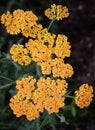 Yarrow yellow (Achillea) Royalty Free Stock Photo