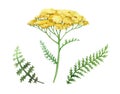 Yarrow yellow flower set. Watercolor illustration. Hand drawn milfoil wild organic herb element collection. Yarrow