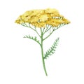 Yarrow yellow flower. Watercolor illustration. Hand drawn milfoil wild organic herb. Yarrow medical plant element