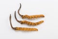 Yarsagumba Cordyceps sinesis Yartsa Gunbu himalayan gold Nepal in white background Royalty Free Stock Photo