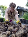 A young woman is sorting a potato crop