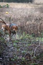 Fox hounds at work