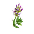 Yashtimadhu - Glycyrrhiza glabra ayurvedic herb, blossom. digital art illustration with text isolated on white. Healthy organic