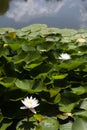 YASNAYA POLYANA. TULA REGION. RUSSIA - July 27, 2021: The water lilies in manor house pond in the summer. Royalty Free Stock Photo