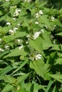 Yasnotka white (deaf nettle) (Lamium album L. )