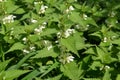 Yasnotka white (deaf nettle) (Lamium album L. )