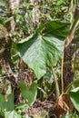 Plant Of The Amazonian Rainforest