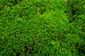 Beautiful Japanese plateau forest moss. Royalty Free Stock Photo