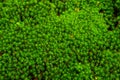 Beautiful Japanese plateau forest moss. Royalty Free Stock Photo