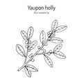 Yaupon holly Ilex vomitoria tree branch Royalty Free Stock Photo