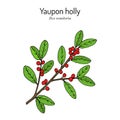 Yaupon holly Ilex vomitoria tree branch