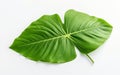 Yautia Leaf with Transparent Base -Generative ai Royalty Free Stock Photo