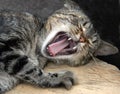 Yawn cat Royalty Free Stock Photo