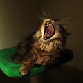 Yawn cat Royalty Free Stock Photo