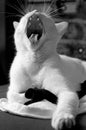 Yawn cat Royalty Free Stock Photo