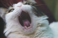 A yawn cat