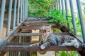 Yawn cat Royalty Free Stock Photo