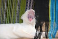Yawn Cat with silk in background Royalty Free Stock Photo