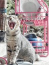 Yawn cat Royalty Free Stock Photo