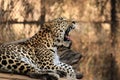 Yawn of the Indian Leopard