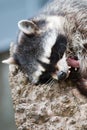 Yawn racoon close up portret Royalty Free Stock Photo