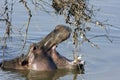 Yawning african hippo with large teeth