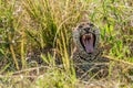 Yawning African Leopard, South Luangwa, Zambia