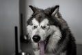 Yawning Alaskan Malamute portrait