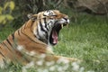 Yawning amur tiger Royalty Free Stock Photo