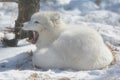 Yawning Arctic Fox In A Snow Blanketed Field