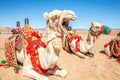 Yawning Ãâ¬arnessed riding camel resting in the desrt, Al Ula Royalty Free Stock Photo