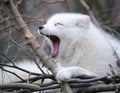 Yawning artic fox Royalty Free Stock Photo