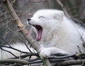 Yawning artic fox