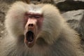 Yawning baboon