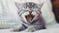 yawning baby cat, grey tabby, sitting on a bed