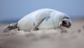 Yawning baby harbor seal Royalty Free Stock Photo