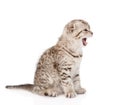 Yawning baby kitten in profile. isolated on white background Royalty Free Stock Photo