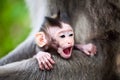 Yawning baby monkey Royalty Free Stock Photo
