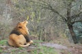 Yawning barbary lion